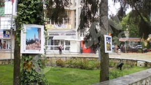 Tablouri atarnate in copaci la Pitesti