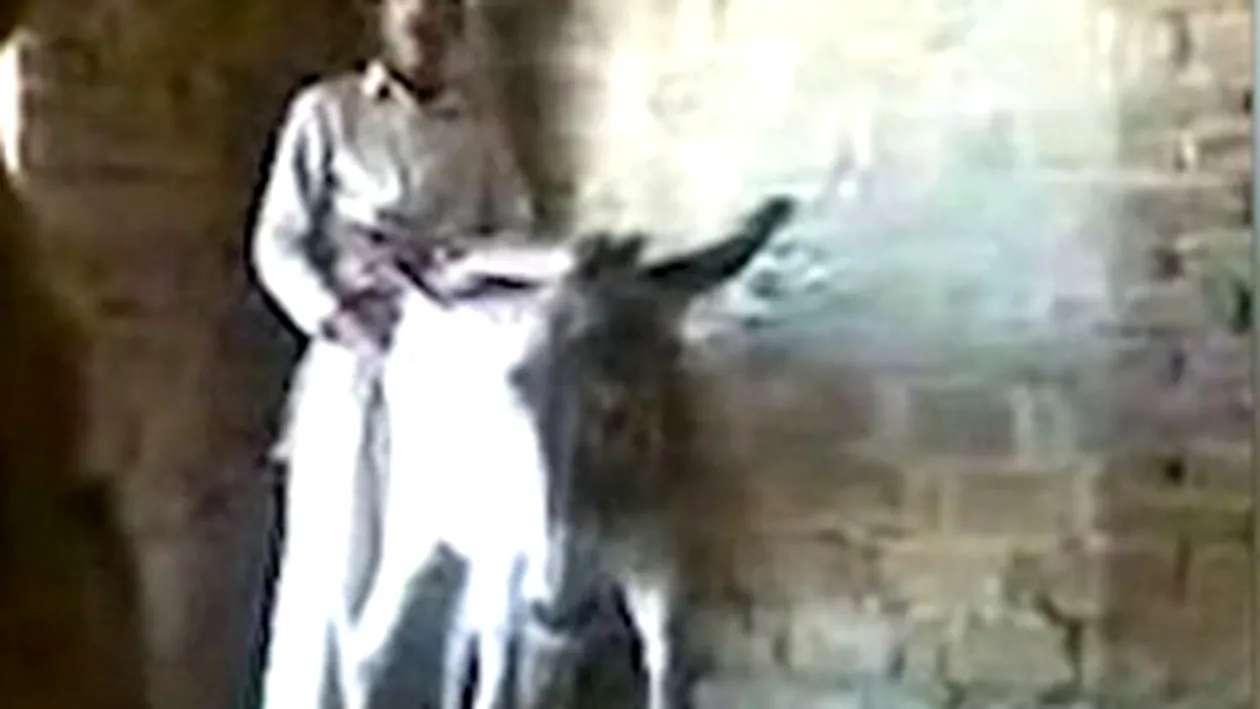 Video ireal! Un pusti din Afghanistan face sex cu un magar si se filmeaza - Vezi cum reactioneaza bietul animal la perversiune