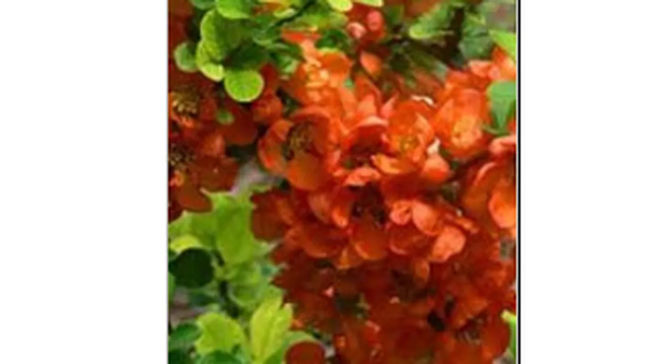 Plante decorative cu proprietati medicinale