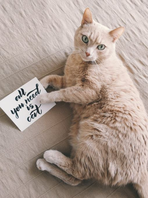 Ce vârstă are pisica ta în ani omenești. Calculul e foarte simplu! Vezi ce vedete preferă micuțele feline și cine a ales să își ia câine