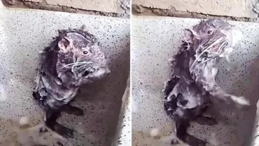 Adevărul şocant din spatele imaginilor virale cu şoarecele care se spală ca un om! Povestea tristă pe care o ascunde videoclipul
