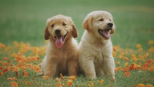 A cumpărat un câine Golden Retriever, dar când a ajuns acasă a avut un şoc. Ce a primit în schimb un tânăr