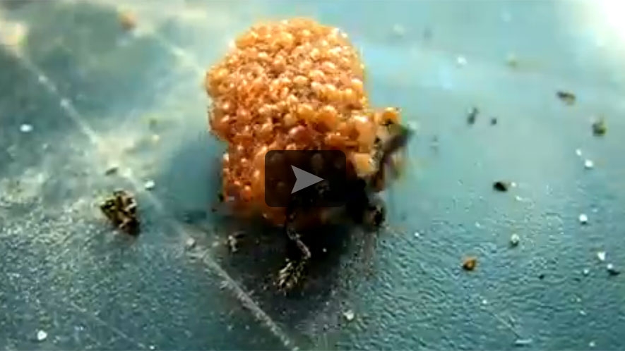 VIDEO Incursiune incredibila in lumea insectelor! Sansele sa prinzi asa ceva pe camera sunt 1 la 1 milion!