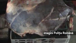VIDEO O tona jumatate de carne stricata pusa in vanzare, in Ploiesti
