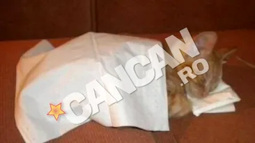 Nu ai cum sa nu il indragesti la cat de adorabil doarme! El este Jerry si a tras un pui de somn pe asternuturile lui cele noi! Da-i share pe Facebook