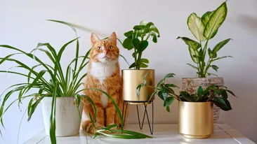 Plantele pe care mulți români le țin în casă fără să știe pericolul. Pot fi toxice pentru câini și pisici