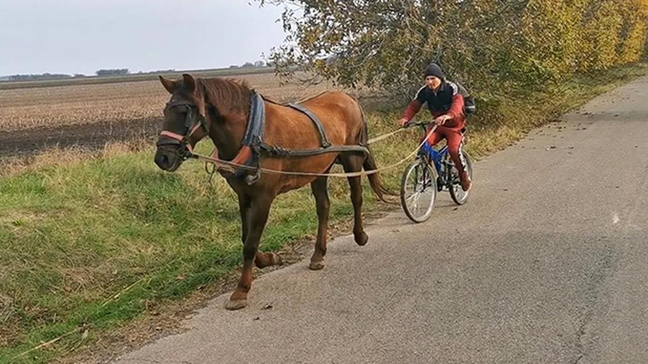 Bicicleta trasă de cal, inaugurată în Vaslui! Imagini de senzație VIDEO