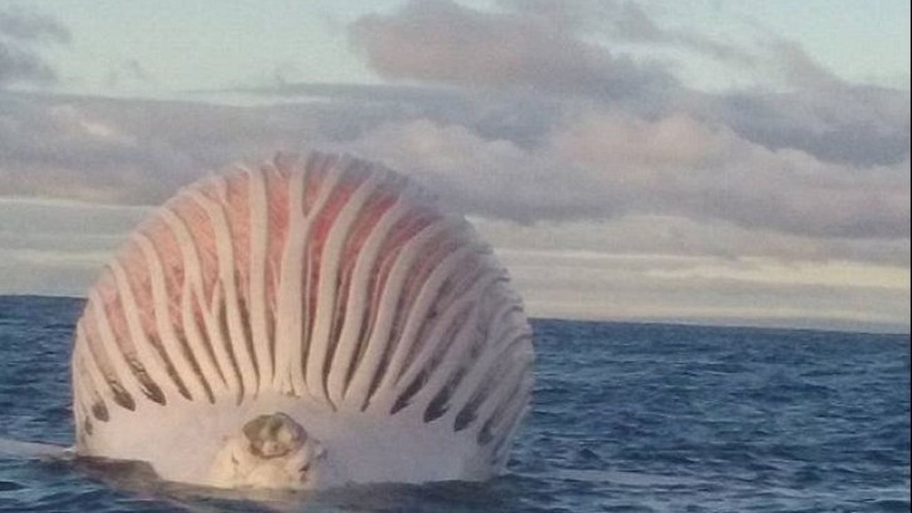 A crezut că era un balon eşuat în apă dar....ce a descoperit un pescar când s-a apropiat! Omul a avut surpriza vieţii lui!