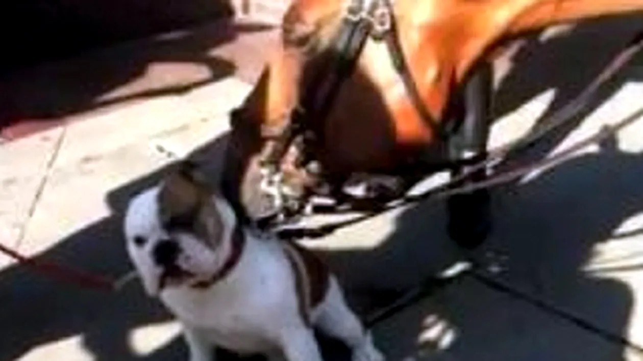 VIDEO Un cal a spalat un bulldog in mijlocul New York-ului