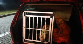 Galerie foto - poza 2