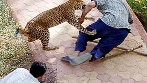 SOC LA ZOO! Un baiat a fost atacat de un leopard!