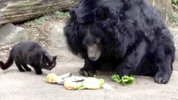 Ursul si pisica, prieteni la catarama