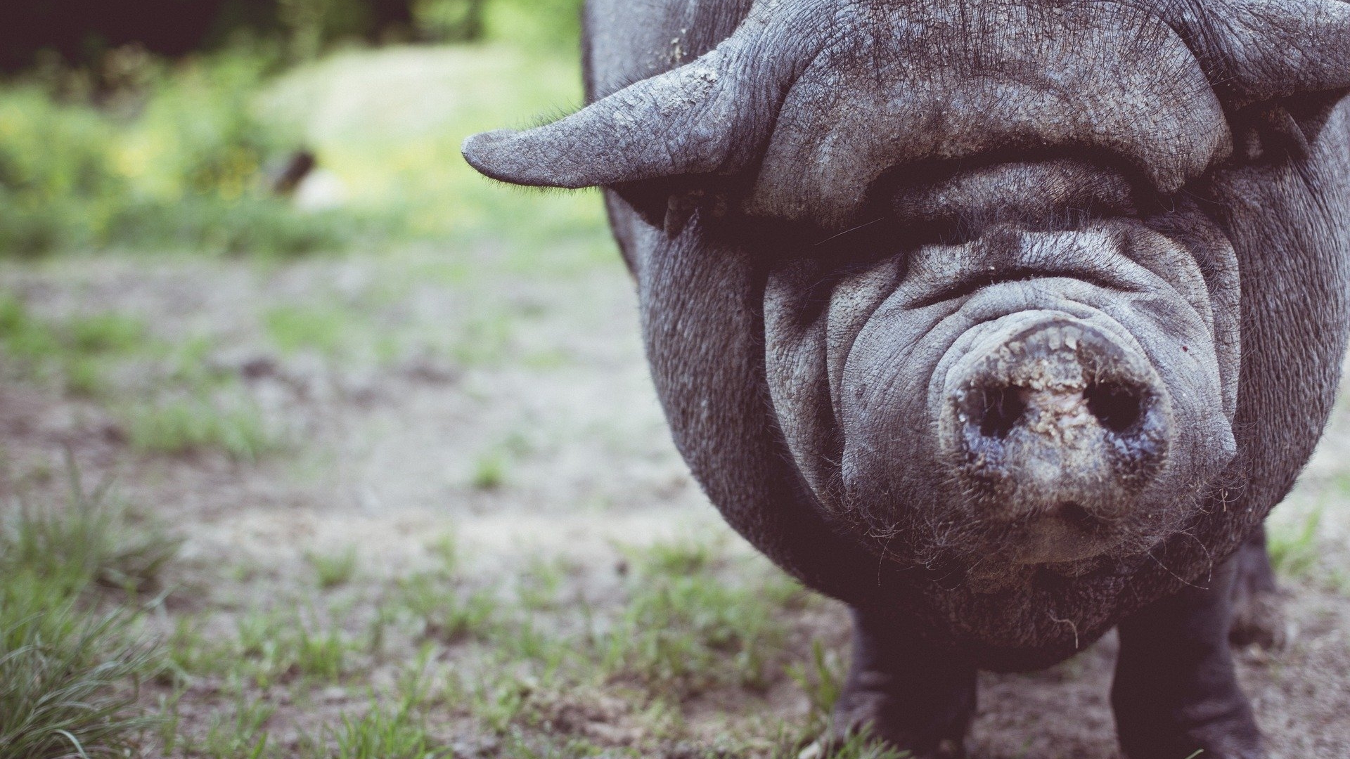 Alertă în județul Vaslui. Focar de pestă porcină africană în Bârlad