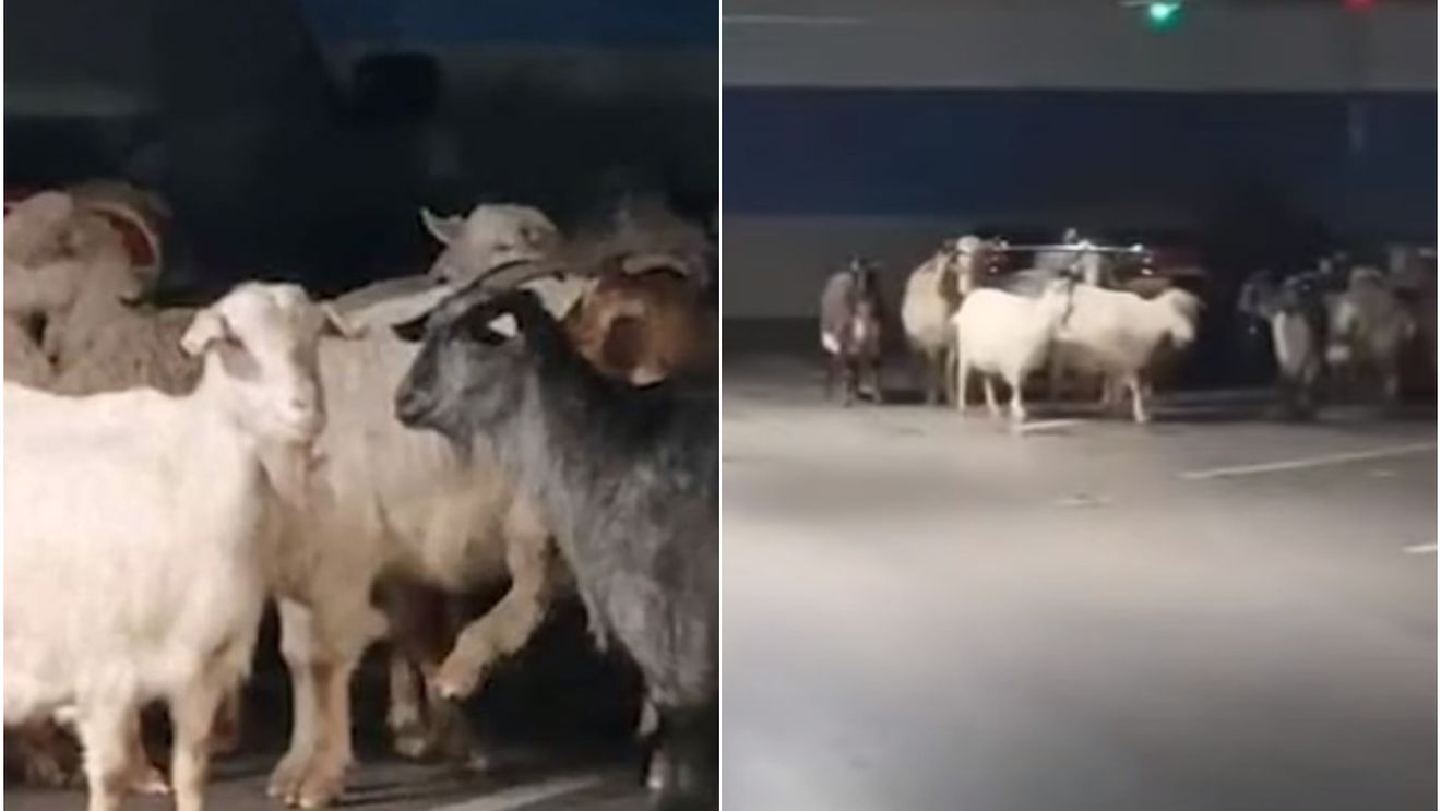 Ce căuta, de fapt, o turmă de capre în parcarea mall-ului din Târgu-Jiu. Proprietarul a aflat de pe rețelele de socializare