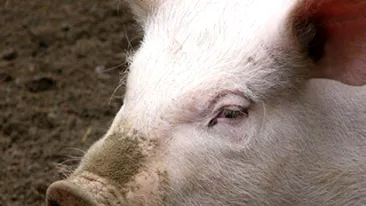 Razbunarea porcului! Animalul si-a omorat proprietarul chiar cand incerca sa-l sacrifice - Afla cum a fost posibil!