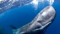 Ceva uluitor se întâmplă cu balenele din Marea Mediterană