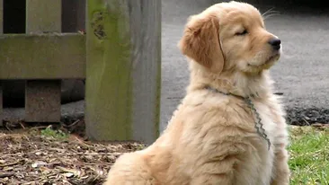 Vrei sa iti iei un caine, dar nu stii ce sa alegi? La ce trebuie sa fii atent cand adopti un animal!