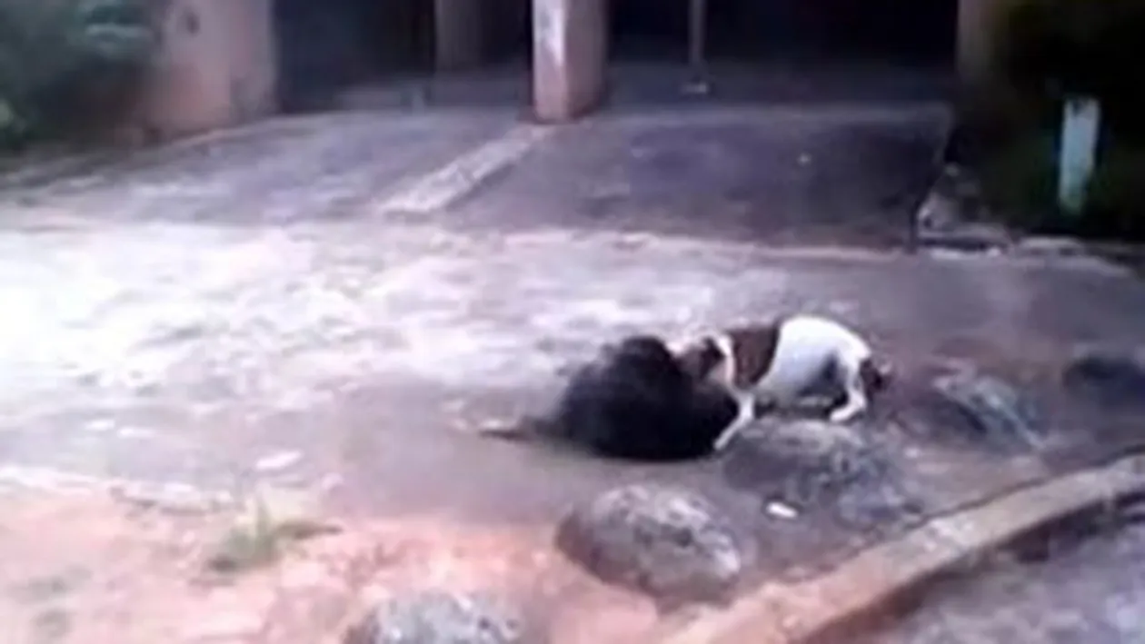 VIDEO SOCANT Uite cum musca dintr-un maidanez! Un pitbul a fost impuscat dupa ce a atacat mai multi oameni!