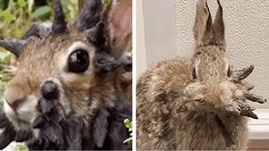 Iepurii care i-au speriat pe cercetători! De ce au excrescențe pe cap sub formă de coarne