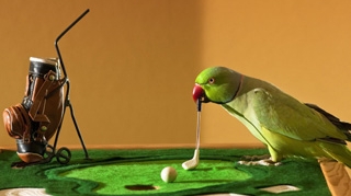 Papagalul asta joaca golf