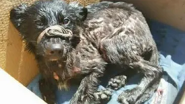 FOTO! Un căţel a fost salvat de medicii veterinari, după ce a fost găsit într-o groapă cu smoală