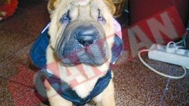 Petrica este mort dupa mamaliga cu branza