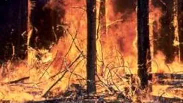 Sudul Frantei, afectat de incendii de vegetatie!