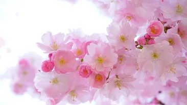 Mesaje de Florii 2024! Cele mai frumoase urări pentru cei care poartă nume de flori