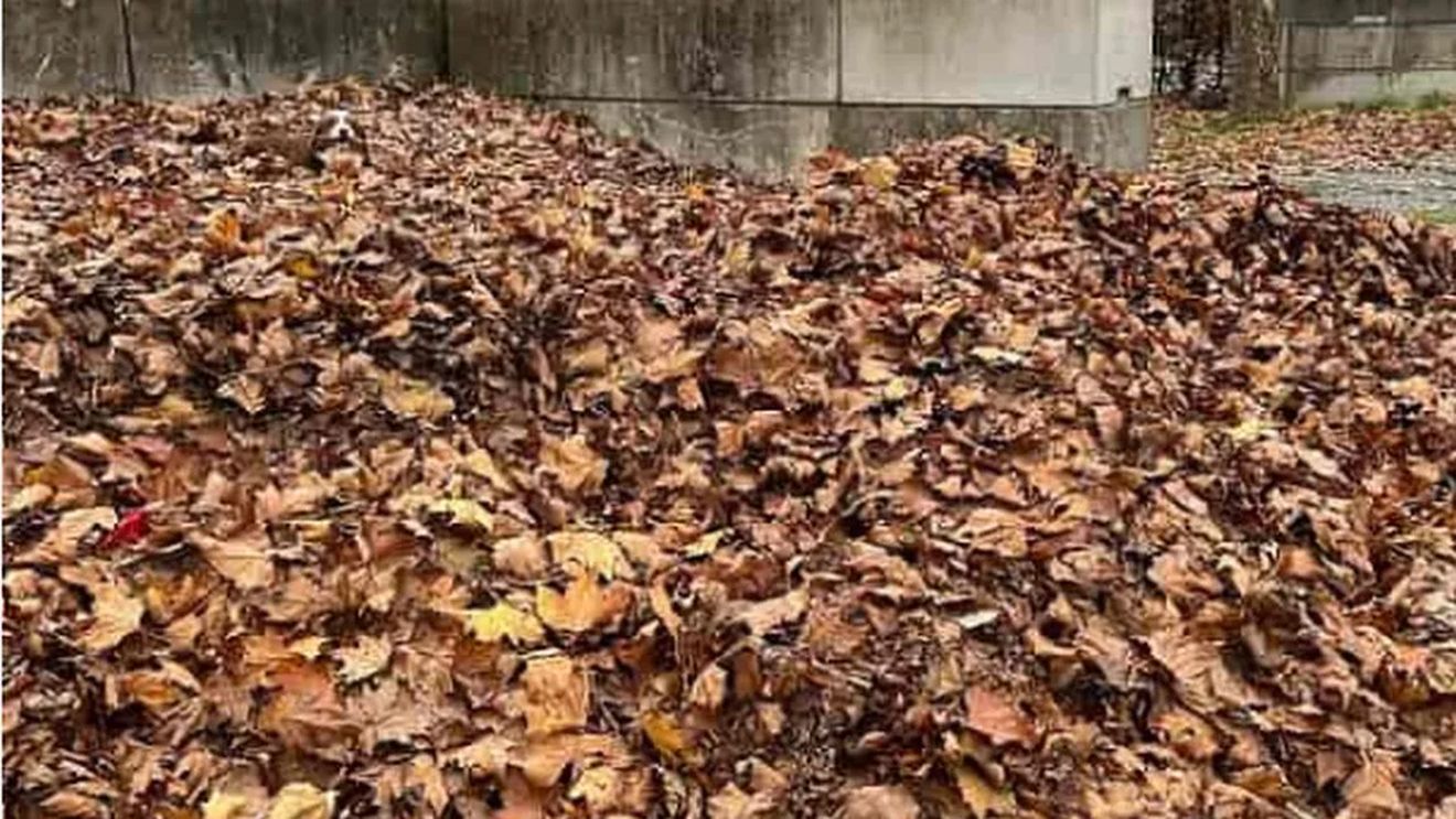 Cea mai dubioasă iluzie optică | Unde este ascuns câinele în această imagine? Ai la dispoziţie 10 secunde