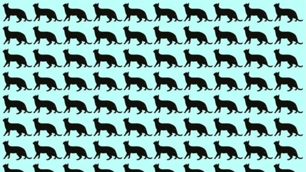 Test IQ | Numai 1% din români depistează pisica ciudată în doar 5 secunde!