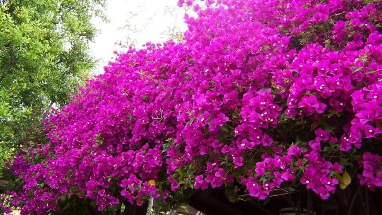 Ce este Bougainvillea şi cum se îngrijeşte. De ce i se mai spune şi floarea de hârtie