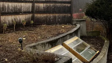 Test IQ aproape imposibil | Unde este pisica ascunsă în această iluzie optică virală?