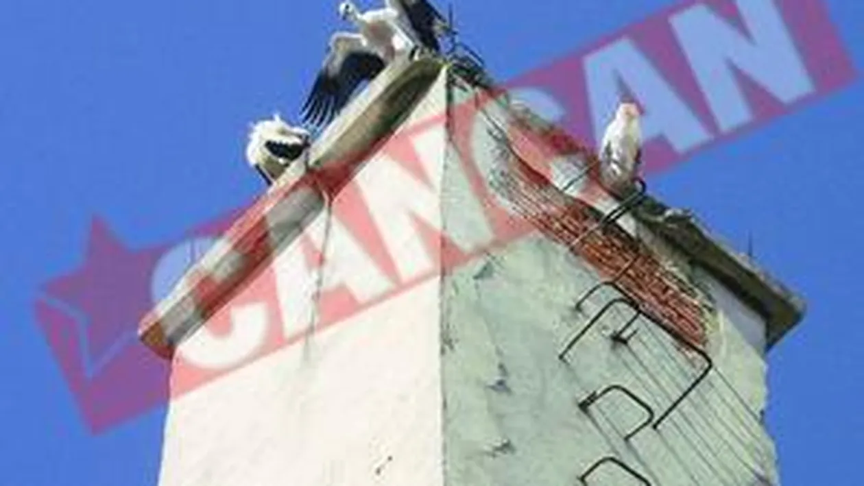 Berzele au invadat Vasluiul