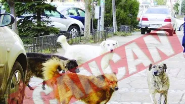 A reclamat la OPC puricii de pe cainii vecinului