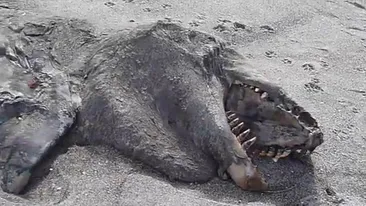 DESCOPERIRE SOCANTA! Ce au gasit niste turisti pe o plaja din Noua Zeelanda. Poate cineva sa ne spuna ce este asta?