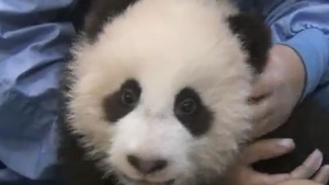 VIDEO Drăgălaşenie mai mare chiar nu există în lumea asta! El este cel mai mic şi mai scump pui de panda posibil!