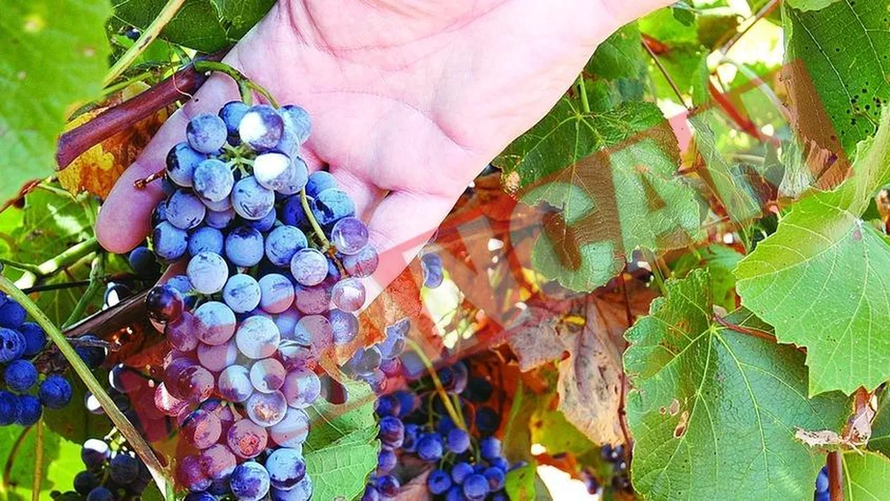 Vinul romanesc, amenintat de seceta