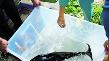 Pipper, puiul de delfin,a murit