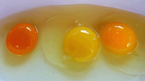 Stii sa deosebesti ouale bune de restul? Afla cum sa iti dai seama dupa culoarea galbenusului, daca gaina este sanatoasa sau nu!