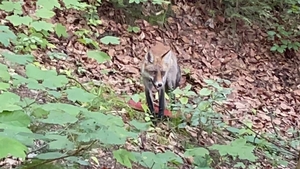 A crezut că nu vede bine! Ce animal sălbatic a fotografiat un ieșean, în timp ce se plimba în Parcul Copou