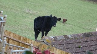 O vaca s-a urcat pe acoperisul unei case