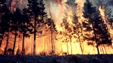 Sase hectare de padure au ars in Mures!