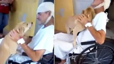 Momentul EMOTIONANT in care un catelus se intalneste cu stapanul sau dupa 8 zile de asteptare