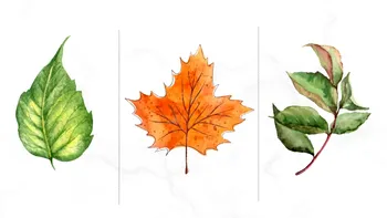 Cel mai tare test psihologic | Alege o frunză și vei afla care este, de fapt, puterea ta ascunsă