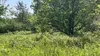 Iluzie optică virală | Aflați unde se ascunde cerbul în pădure!