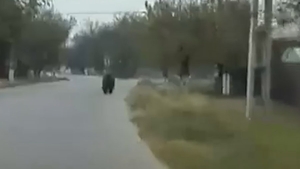 Video! Doi bărbaţi au intrat în panică după s-au întâlnit pe şosea cu un...urs! Întreg momentul a fost filmat şi postat pe reţelele de socializare:"Nu am văzut în viaţa mea un urs aşa de mare"