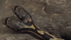 VIDEO - Descoperire uluitoare! Un fotograf a găsit în sălbăticie un şarpe cu două capete. Ce a urmat este cel puţin ciudat 