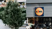 Cât costă un brad natural la Lidl? Preţul diferă în funcţie de înălţime