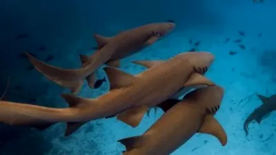 Care este oceanul cu cei mai mulți rechini?