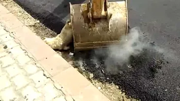 Muncitorii au asfaltat peste un caine! Scuza lor e STUPIDA! Au turnat bitum incins pe animal pentru ca... VIDEO